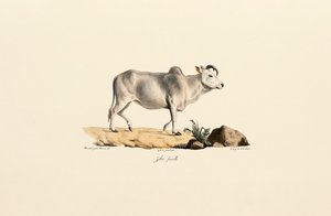 Zebu Fêmea de Jacques Christophe Werner