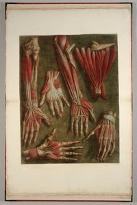 Um Grupo de Mãos Dissecadas, 1745-46