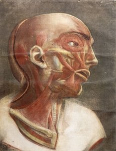 Cabeça anatômica, de "Miologia completa em cores e tamanho natural", 1746