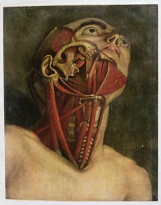Secção transversal do lado direito do pescoço e face, c.1745 (mezziotint)