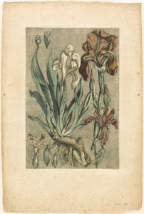 Iris Florentina, de Collection des plantes usuelles, curieuses, et étrangères de Jacques Fabien Gautier d
