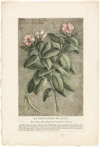 The Periwinkle of Java, from Collection of Usual, Curious, and Foreign Plants (A pervinca de Java, da coleção de plantas comuns, curiosas e estrangeiras)