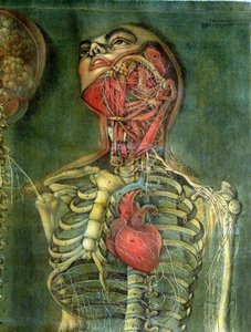 Garganta e coração, placa de &39;Anatomia das Vísceras&39;, dissecada, pintada e gravada por Gautier, 1745 (gravura a cores)