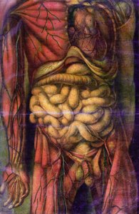 Tronco de um homem mostrando os intestinos, de &39;Anatomie Generale des Visceres en Situation&39;, 1752 (mezzotint)