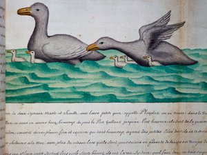 Patos chamados Ploplos, Estreito de Magalhães, aquarela do diário de bordo de Jacques Gouin de Beauchesne (1652-1730), capitão da Compagnie royale de la Mer du Sud, de 1698 a 1701, França