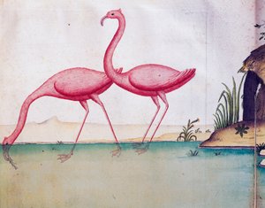 Flamingos cor de rosa, Ilhas Galápagos, aquarela do diário de bordo de Jacques Gouin de Beauchesne (1652-1730), capitão da Compagnie Royale de la Mer du Sud, de 1698 a 1701, França