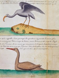 Desconhecido Bird and birdo chamado Foux (Booby), ilha de São Vicente, Cabo Verde, aguarela do livro de bordo por Jacques Gouin de Beauchesne (1652-1730), capitão da Compagnie royale de la Mer du Sud, de 1698 a 1701, França