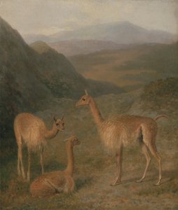 Vicunhas de Jacques Laurent Agasse