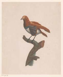 Pássaro num ramo de Jacques Louis Perée