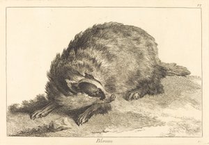 Blereau (Texugo)