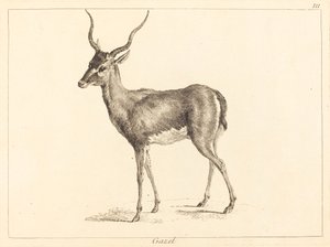 Gazela (Gazela)