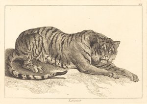 Leopardo (Leopardo ou Tigre)