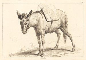 Mulet (Mula ou Burro Selado)
