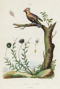 Bohemian waxwing e bocado de ovelha.