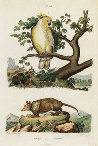 Cacatua de crista amarela e tatu.