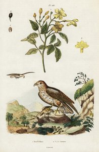 Jasmim amarelo e águia cobra de ponta curta.