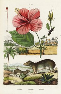 Preá de rocha e hibisco chinês.
