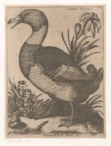 Eend
Anatra Saluatica (título sobre o objecto)
Negen vogels (título da série)