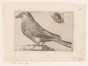 Estorninho (Sturnus vulgaris)
Storno (título sobre o objecto)
Pássaros (título da série)