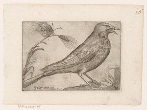 Estorninho (Sturnus vulgaris) Storno (título no objeto) Aves (título da série)