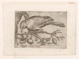 Vogel Poli gola (título no objeto) Vogels (título da série)
