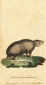 Tatu brasileiro de três bandas, Tolypeutes tricinctus,1800 (gravura)