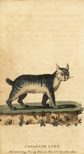 lince canadiano, lince canadensis.,1800 (gravura)