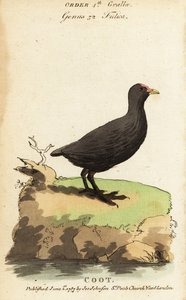 Galeirão da Eurásia, Fulica atra