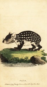 Paca da planície ou paca manchada, Cuniculus paca.,1800 (gravura)