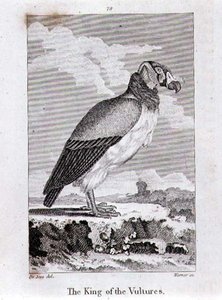 The King of The Vultures, de 