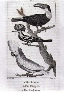 The Toucan, The Huppoo and The Cockatoo, de 