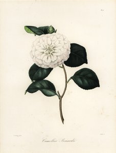 Camellia japonica variedade, Camellia bonardii ou Camellia bonnardii