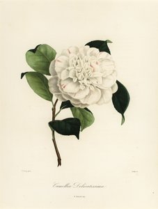 Variedade Camellia japonica, Camellia delicatissima