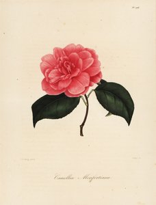 Variedade Camellia japonica, Camellia monfortiana