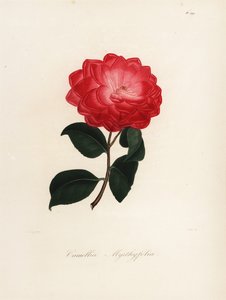 Variedade Camellia japonica, Camellia myrthyfolia