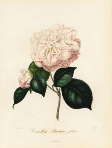 Variedade Camellia japonica, Camellia punctata plena
