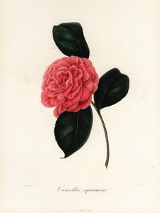 Camellia japonica variedade, Camellia squamosa ou Camellia squammosa