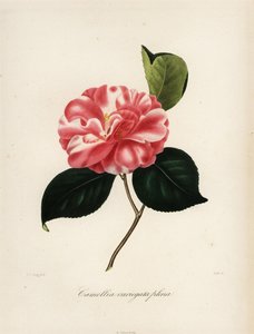 Variedade Camellia japonica, Camellia variegata plena