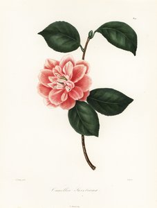 Camélia de flor pintada Sweet, variedade Camellia japonica, Camellia sweetiana