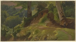 No meio de uma floresta