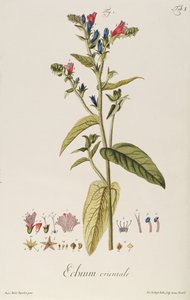 Echium: Orientale de "Icones Plantarum", c.1763 (gravura) de Jakob Christoph Keller