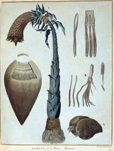 Banana - em "Journey to Nubia and Abyssinia undertaken to discover the sources of the Nile during the years 1768 to 1772", por James Bruce, vol. 1, Paris de James Bruce