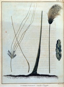 Cyperus papyrus, estirpe do Egito - em "Journey to Nubia and Abyssinia undertaken to discover the sources of the Nile during the years 1768 to 1772", por James Bruce, vol. 1, Paris de James Bruce