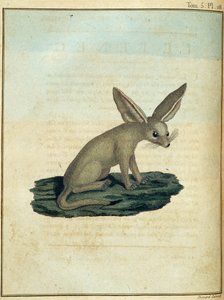 Fennec - em "Journey to Nubia and Abyssinia undertaken to discover the sources of the Nile during the years 1768 to 1772", por James Bruce, vol. 1, Paris de James Bruce