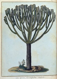 Kol-quall (Kol quall), euforia (cactus) - em "Journey to Nubia and Abyssinia undertaken to discover the sources of the Nile during the years 1768 to 1772", por James Bruce, vol. 1, Paris de James Bruce