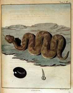 Serpente - em "Journey to Nubia and Abyssinia undertaken to discover the sources of the Nile during the years 1768 to 1772", por James Bruce, Paris