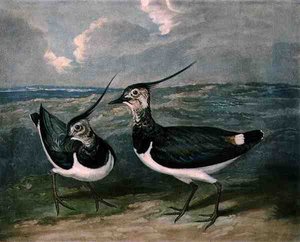 Plovers, plate 9 of British Feather Game, gravado por Charles Turner (1773-1857), pub. por R. Ackermann, c.1810 (gravura mezzotint) de James (after) Barenger