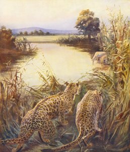 Terra Santa: Leopardos em "O Orgulho da Jordânia" (litografia a cores)