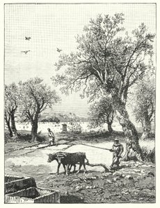 Arar numa vinha (litho) de James (after) Clark