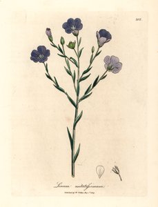 Linho florido azul, Linum usitatissimum, de uma ilustração botânica de James Sowerby de William Woodville e "Medical Botany" de Sir William Jackson Hooker 1832 (gravura em chapa de cobre colorida à mão) de James (after) Sowerby